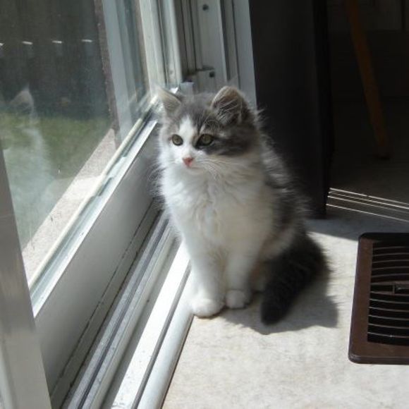 Meet your Posher, Julie-anne - Picture 1 of 1